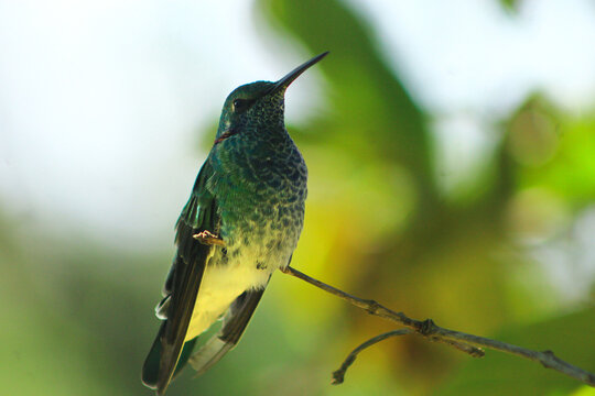 Hummingbird perched on branch with soft green bokeh background