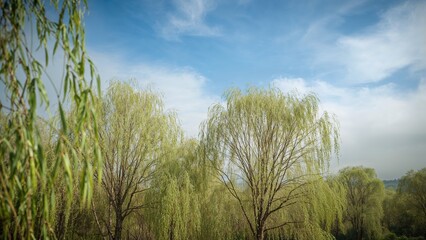 Obraz premium Lush green trees with hanging branches under a partly cloudy sky in a natural landscape.
