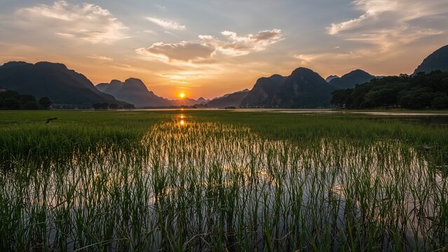 Sunset over lush green rice fields with mountains in the background.
