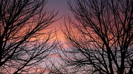 Silhouette of leafless trees against a colorful sunset or sunrise sky.