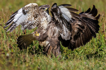 Mäusebussarde (Buteo buteo)  streiten