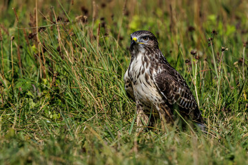 Mäusebussard (Buteo buteo)