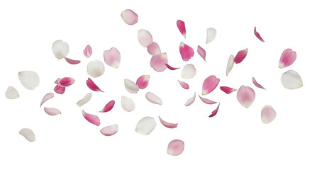 Floating pink and white rose petals for romantic decoration