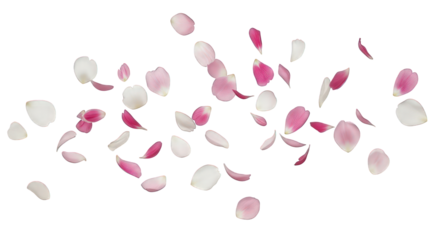 Floating pink and white rose petals for romantic decoration