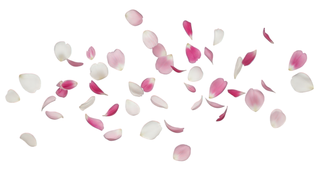 Floating pink and white rose petals for romantic decoration