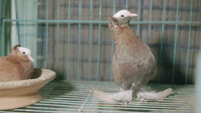 One Blasse pigeon is sitting on its eggs while another is standing nearby.
