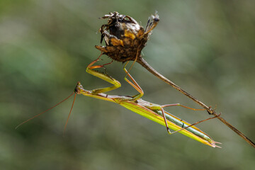 Europäische Gottesanbeterin (Mantis religiosa)