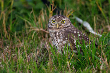 Steinkauz (Athene noctua)