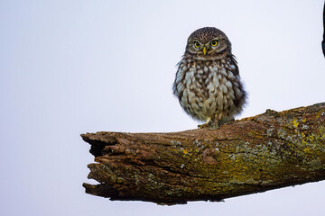 Steinkauz (Athene noctua)