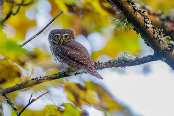 Sperlingskauz (Glaucidium passerinum)