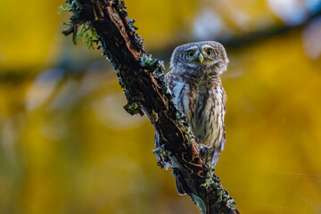 Sperlingskauz (Glaucidium passerinum)