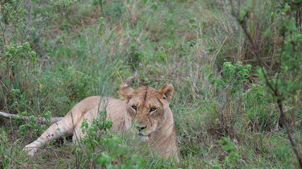 Naklejka premium Close-up portrait of a female lion, capturing intense gaze, natural beauty, and the quiet strength of Africa’s iconic predator.