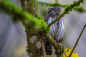 Sperlingskauz (Glaucidium passerinum)