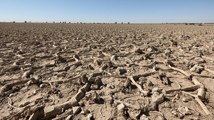 A dry, cracked desert landscape with scattered bones and no visible vegetation.