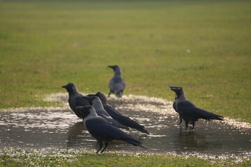 Flock of Crows Drinking Water in Open Field