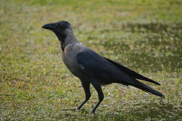 Indian House Crow Standing on Grass in Natural Habitat