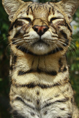 Close-up portrait of a wild cat with eyes closed and relaxed expression