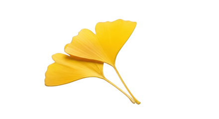 Ginkgo biloba leaves in autumn color, vibrant yellow foliage