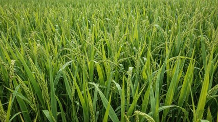 Obraz premium Lush green rice field with tall, healthy plants and ripe grains. Agricultural landscape, crop growth, and farming environment.