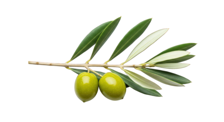 Fresh green olive branch with two olives for healthy eating