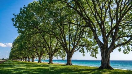 Fototapeta premium A row of large trees lined up along the grassy area beside the ocean, with blue sky and some clouds overhead.