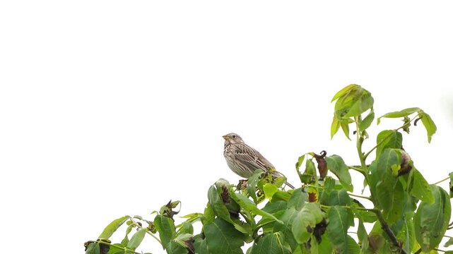 A corn bunting (Emberiza calandra) singing in the top of a tree in spring
