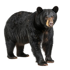 Obraz premium Standing black bear on white background.png