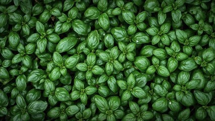 Green basil leaves densely packed, fresh and vibrant.