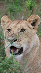 Fototapeta premium A close-up portrait of a female lion capturing calm strength, sharp focus, and elegant beauty in the wild.