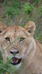 Fototapeta premium A close-up portrait of a female lion capturing calm strength, sharp focus, and elegant beauty in the wild.