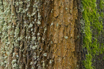 Trunk of Norway maple with moss and lichen on the bark, rough grooved bark of Norway maple with moss, Acer platanoides
