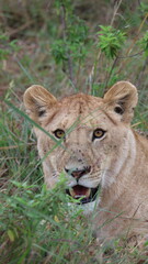 Fototapeta premium A close-up portrait of a female lion capturing calm strength, sharp focus, and elegant beauty in the wild.