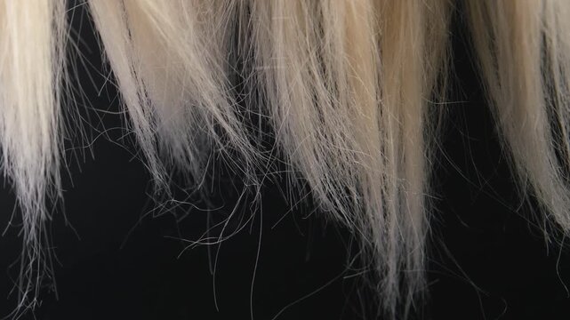 Unkempt split ends of blonde hair close-up