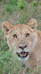 Obraz premium A close-up portrait of a female lion capturing calm strength, sharp focus, and elegant beauty in the wild.