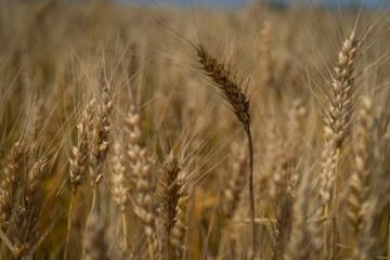 Closeup of a golden wheat field