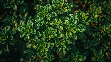 Obraz premium Dense green foliage with variegated leaves, vibrant and lush, capturing the natural beauty of the plant.