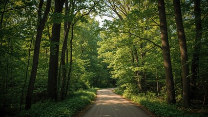 A forest scene with tall trees and a dirt road winding through lush greenery.