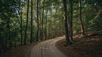 Fototapeta premium A dirt road winding through a dense forest with tall trees and green foliage.