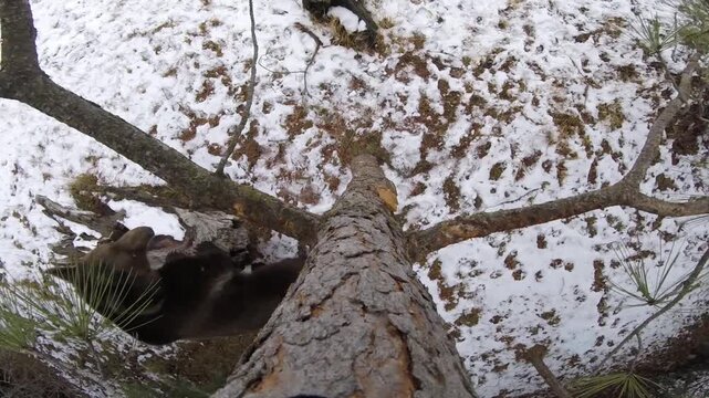 A curious grizzly bear discovers a small camera, mauls it with powerful jaws, and tries to eat it&mdash;offering a wild, close-up glimpse straight down the bear&rsquo;s massive throat.