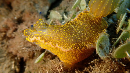 Giant doris or Regal sea goddess (Felimare picta) undersea, Ligurian Sea, Italy, Imperia