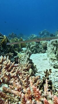 Smooth Cornetfish (Fistularia commersonii). Taking in Red Sea, Egypt.                               