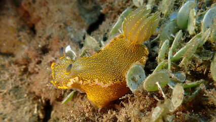 Giant doris or Regal sea goddess (Felimare picta) undersea, Ligurian Sea, Italy, Imperia