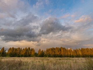 Fototapeta premium Field of trees with a cloudy sky in the background