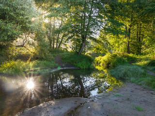 Forest with a stream of water and a sun shining on it