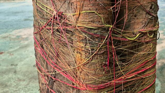 Ritualistic red and yellow threads tied to a banyan peepal tree stem signify spiritual practice and devotion.