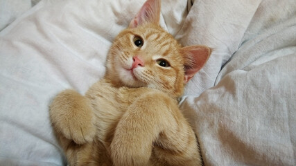 A cat is laying on a bed with its head tilted to the side.
