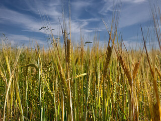 A field of tall, ripe ears of grain against a blue sky.