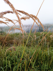 A spider web is on a grassy field.