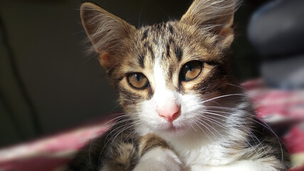 A cat with a white nose and brown and white fur. It is laying on a bed.