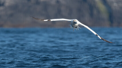 A Gannet (Morus Bassanus) Flies Over The Sea With Its Wings Spread